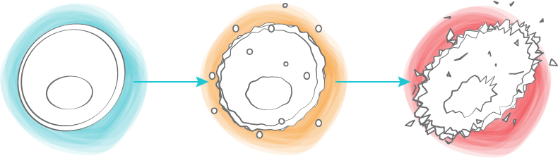 wolne rodniki uszkadzające włókna kolagenowe